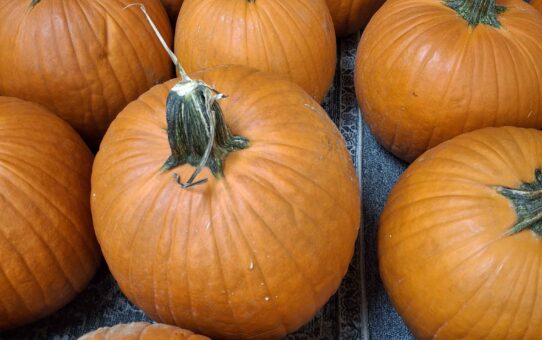 Pumpkin Painting Party 10.26.2026